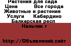 Растения для сада › Цена ­ 200 - Все города Животные и растения » Услуги   . Кабардино-Балкарская респ.,Нальчик г.